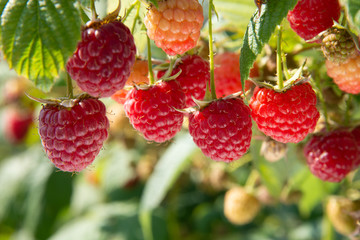 Branch of fall-bearing raspberry with many red berries
