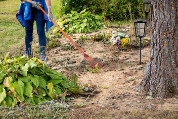 Woman cleaning loved ones grave plot with rake, maintenance services of a plot in a cemetery...
