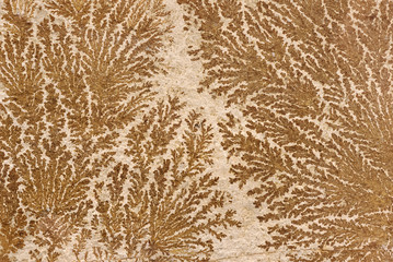 Abstract fossilized tree-like pattern on a stone surface