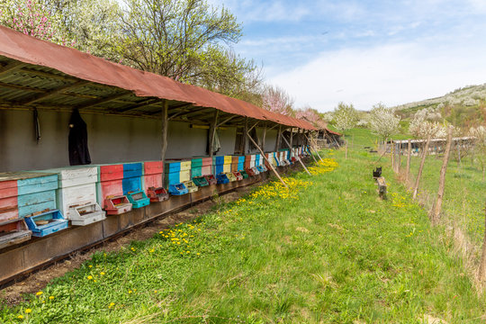 Rumania, Ciresoaia, beehives at flowering cherry trees