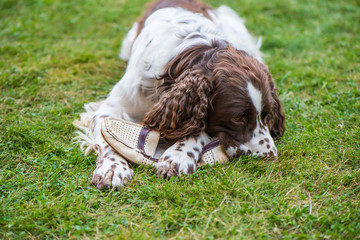 Dog breed English Springer Spaniel lies on the grass and plays with the owner's shoe. Dog nibbles on shoes