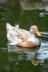 Orpington Duck	(Orpington-Ente, Orpingtonente, Anas platyrhynchos f. domestica)