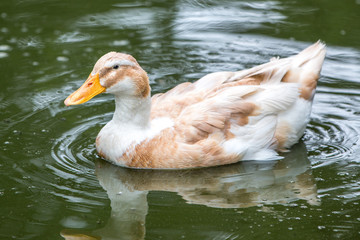 Orpington Duck	(Orpington-Ente, Orpingtonente, Anas platyrhynchos f. domestica)