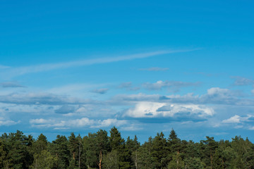 Beautiful Blue Sky with white Clouds and summer forest. A Nature backgrounds. Copy space