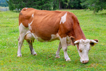 Naklejka na ściany i meble Kuh auf der Weide bei Krün
