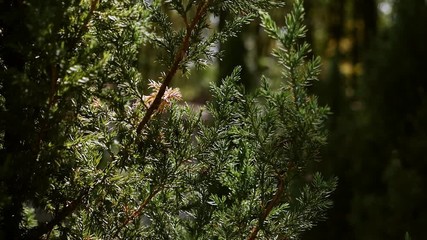 Green prickly branches of spruce or pine in the sun. Beautiful green spruce in the garden in the summer forest. Plants
