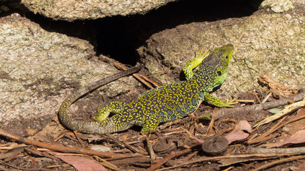 Ocellated Lizard (Timon lepidus) in a brown background with rocks and leafs.