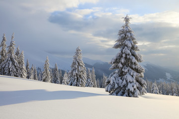 Obraz premium On the lawn covered with snow the nice trees are standing poured with snowflakes in frosty winter day. High mountains.