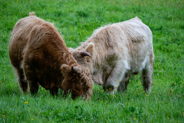 scottish cow on the grass in Sweden