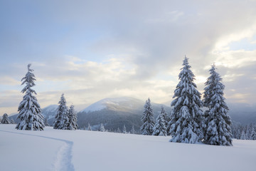 Winter landscape with fair trees, mountains and the lawn covered by snow with the foot path.