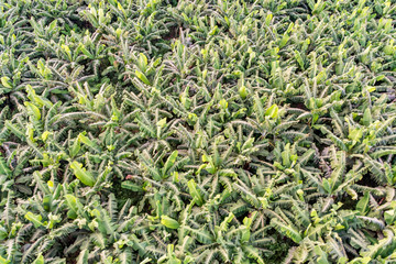 Aerial view of banana field