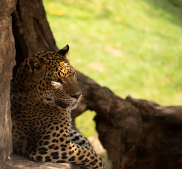 Leopardo  descansando en la sombra  © Toni