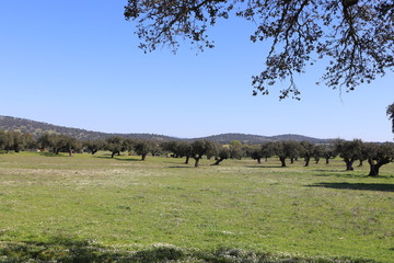 Fototapeta premium Campo