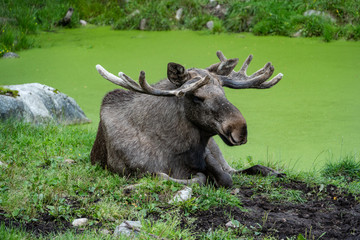 moose lying on the ground in the green in a park in Sweden