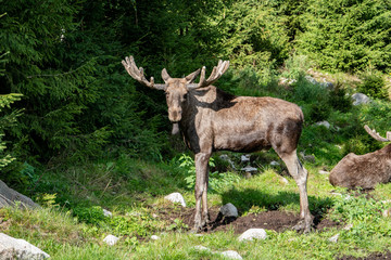 Naklejka na ściany i meble Moose standing in the green in a moose park in Sweden