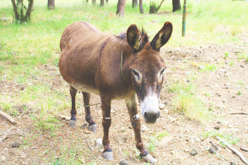 small donkey in a field