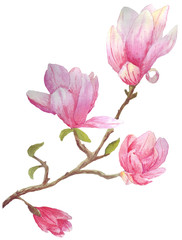 Beautiful pink flowering magnolia branch with young green leaves. Watercolor illustration