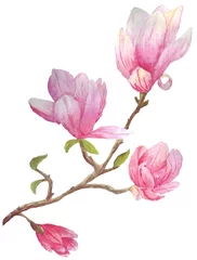 Fototapete Magnolie Schöner rosa blühender Magnolienzweig mit jungen grünen Blättern. Aquarellillustration