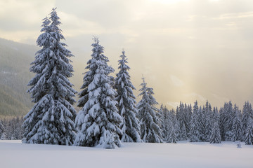 Sun rays enlighten the snowy lawn with fair trees. Majestic winter scenery. High mountain.