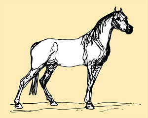  isolated  horse silhouette, on  white background