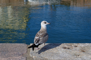 profile Seagull standing on the sidewalk against the water. Copy space