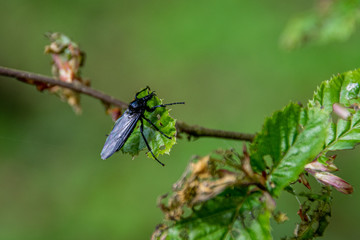 Fototapeta na wymiar Large black fly insect on tree leaf