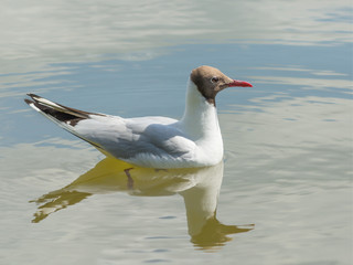 A seagull swims across the clear water of a lake