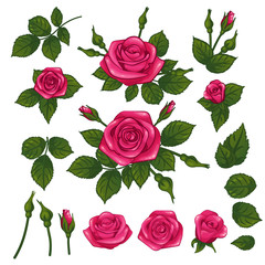 Glamour cute pink rose roses composition bouquet with green leaf leafs and bud, isolated on white vector clip art illustration
