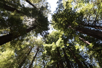 Muir Woods