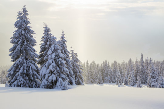 Sun rays enlighten the snowy lawn with fair trees. Majestic winter scenery. High mountain.