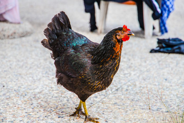 Gallina arcobaleno