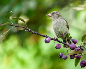 Small bird with berries