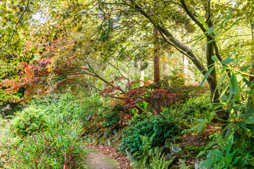 Colourful autumn trees with beautiful leaves