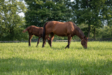 Obraz premium Young horse with mother