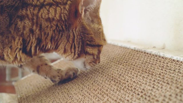 Bengal cat sniffing scratching board. Cat walks up to a scratching board, sniffs it and walks away.