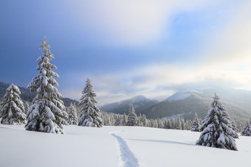 Winter landscape with fair trees, mountains and the lawn covered by snow with the foot path.