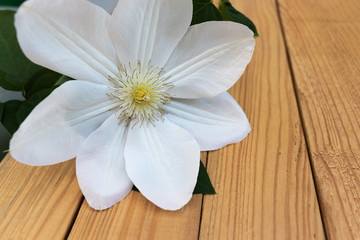 large white clematis with green leaves on the background of light-brown wooden boards