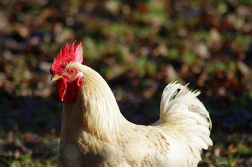 rooster on farm