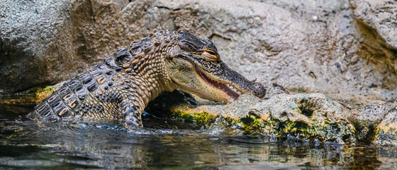 Obraz premium Young American Alligator with mouth open exposing teeth in a clear water pond.