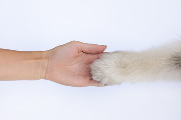 animal paw in human hand