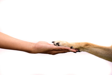 animal paw in human hand - obrazy, fototapety, plakaty