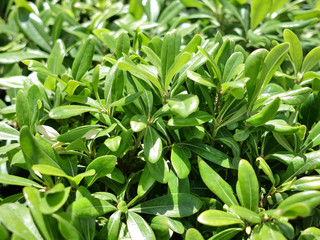 Young green leaves of the plant bush Pittosporum tobira, closeup, nature background