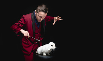 Magician man makes trick with white rabbit and magic wand, copy space black background