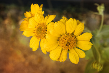 Yellow flowers in the garden close-up