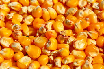 Bright background for text, screensaver: lots of corn kernels, rich harvest in autumn. Lean food, diet meal, vegetables for vegetarians, vegans. Seeds extracted from the corn cob are dried in the sun