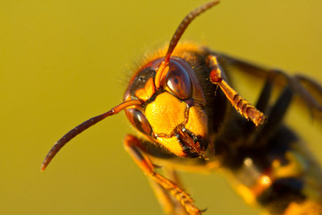 Hornet is large wasp.