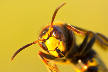 Hornet is large wasp