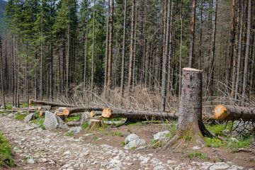 Deforested area in a forest with cutted trees in Tatras, Poland. Felling the trees