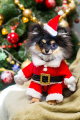 Spitz New Year in toys