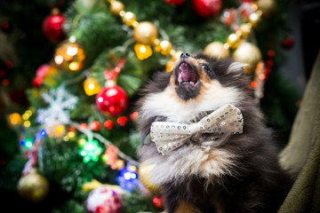 Obraz premium Spitz New Year in toys